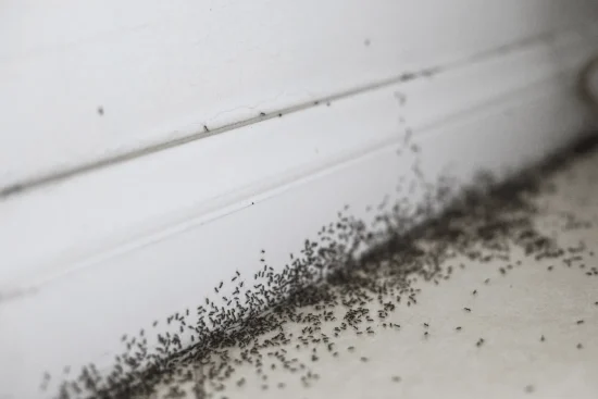 Quels remèdes de grand-mère contre les fourmis dans la maison ?