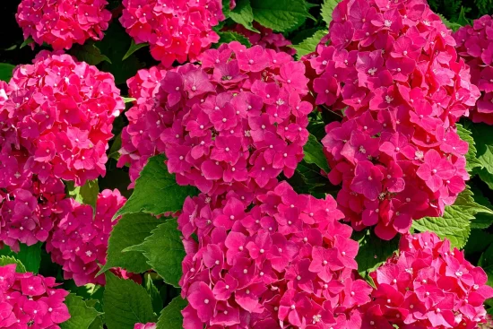 Hortensia vanille fraise : conseils d&rsquo;entretien et de culture