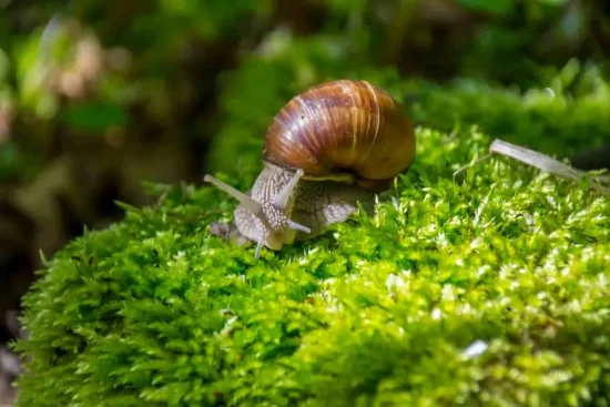 Le bicarbonate de soude contre les escargots : efficacité et mode d’emploi