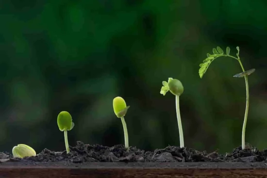 Tableau de croissance des arbres : quel arbre pousse le plus vite ?