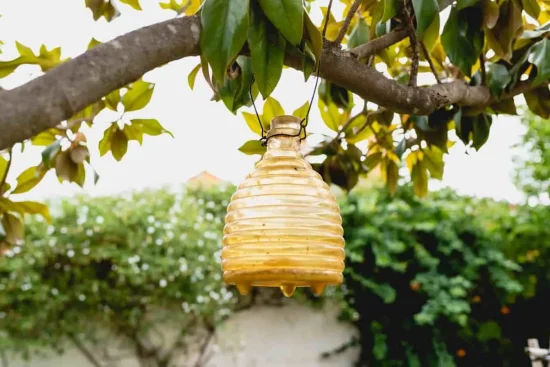 Piège à guêpe maison : guide complet pour s&rsquo;en débarrasser efficacement