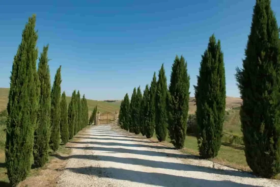Comment planter un cyprès de Provence ? Guide complet pour réussir sa plantation
