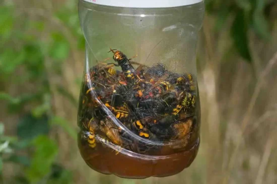 Piège frelon asiatique Étienne Martin : le Hornet Trap&rsquo;Er révolutionnaire