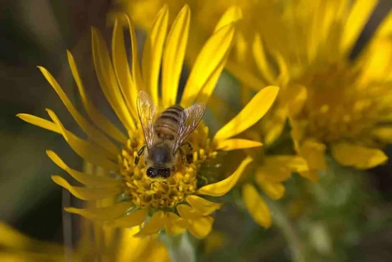 Flore mellifère : guide complet des plantes pour abeilles et pollinisateurs