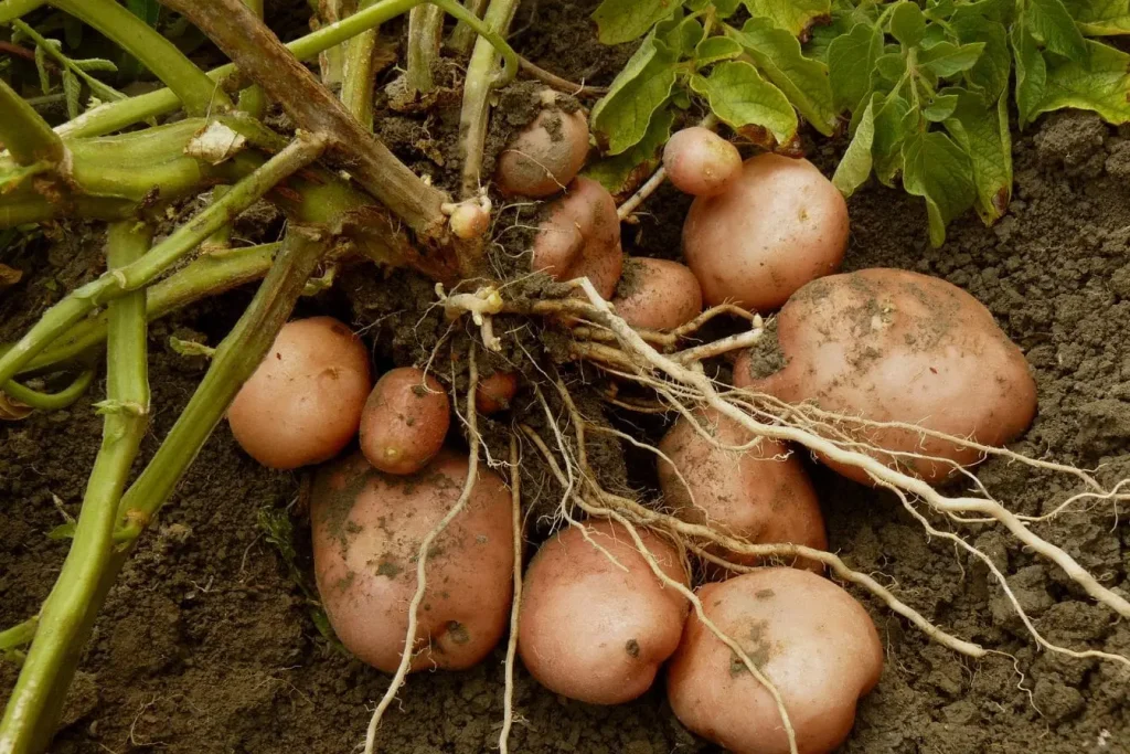 Tubercules de tailles variées couverts de terre, image évoquant les différentes espèces de pommes de terre