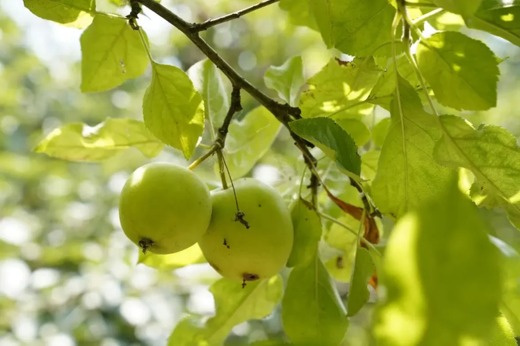 Deux pommes vertes sur une branche feuillue illustrant le résultat d'un bon entretien pour tailler un pommier et favoriser une récolte généreuse et saine