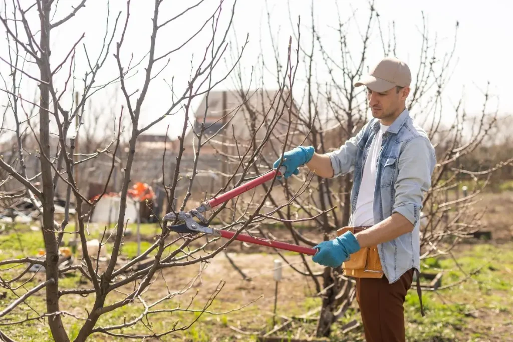Personne en tenue de jardinage taillant un pommier avec un coupe-branches dans un verger dégagé