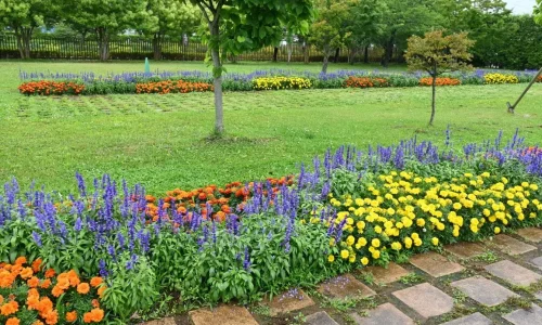 Sélection de plantes pour créer un massif sans entretien avec des fleurs violettes et jaunes bordant une pelouse verdoyante et un chemin en dalles de pierre