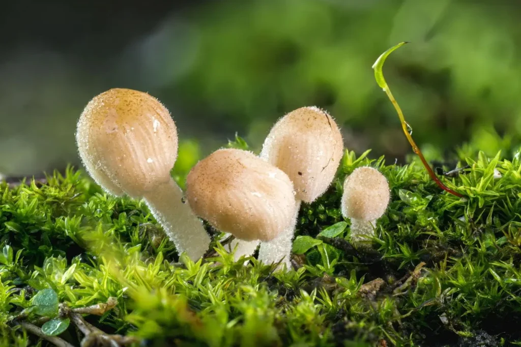 Champignons bruns poussant sur mousse verte humide