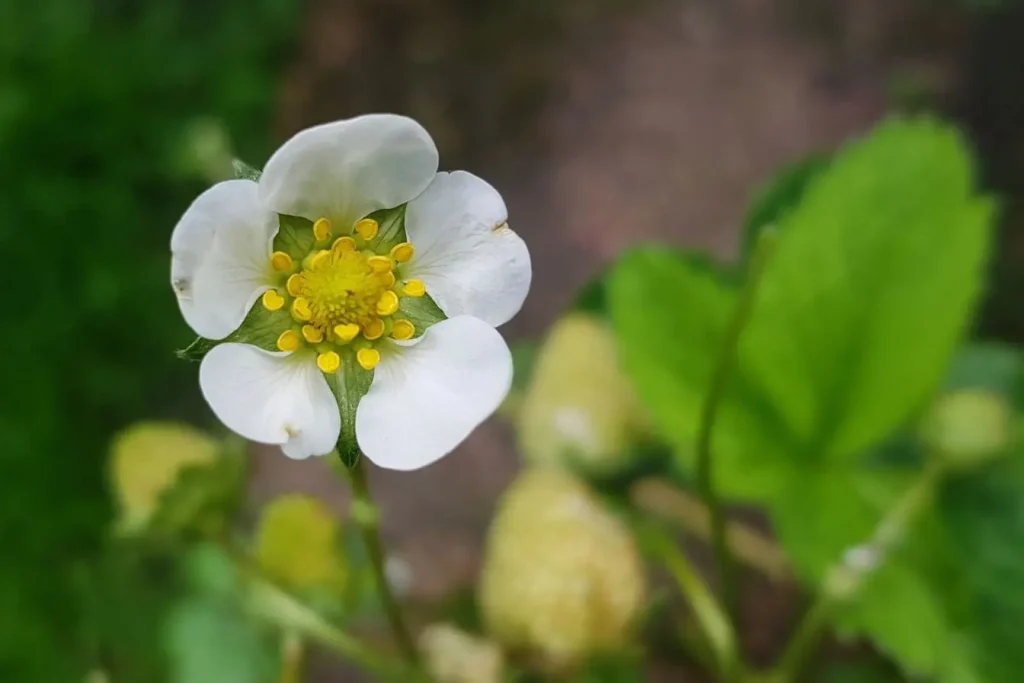 Gros plan sur fleur de fraisier avec pistils jaunes et pétales blancs
