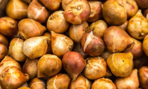 Gros plan sur un amas de bulbes de tulipes bruns et lisses prêts pour la plantation automnale