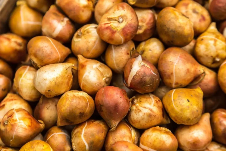 Gros plan sur un amas de bulbes de tulipes bruns et lisses prêts pour la plantation automnale