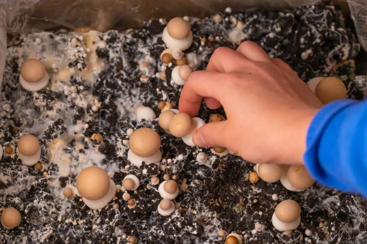 Vue rapprochée de champignons poussant dans mycélium, image représentant la culture domestique de champignons