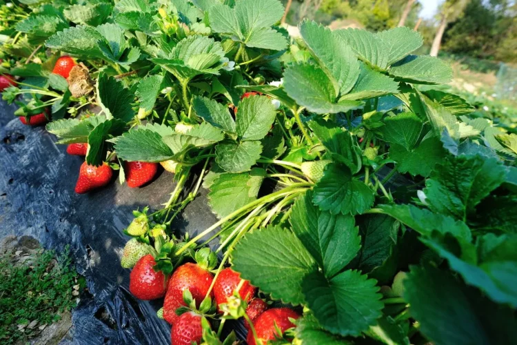 Fraisiers cultivés sur paillage noir avec fraises rouges mûres et vertes, illustrant la beauté des fraisiers en pleine croissance