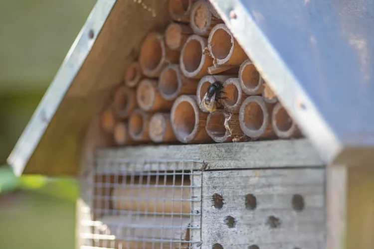 Gros plan sur structure en bois avec tubes creux, image illustrant un hôtel à insectes et son rôle écologique.