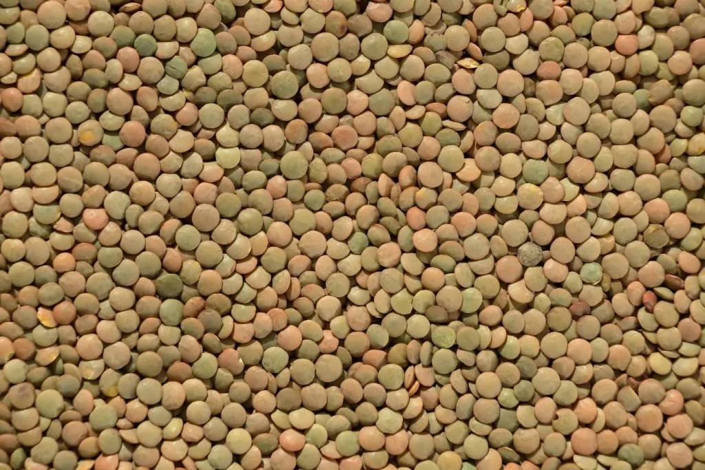 Gros plan sur lentilles sèches prêtes à être trempées, image illustrant la première étape pour faire germer des lentilles à la maison