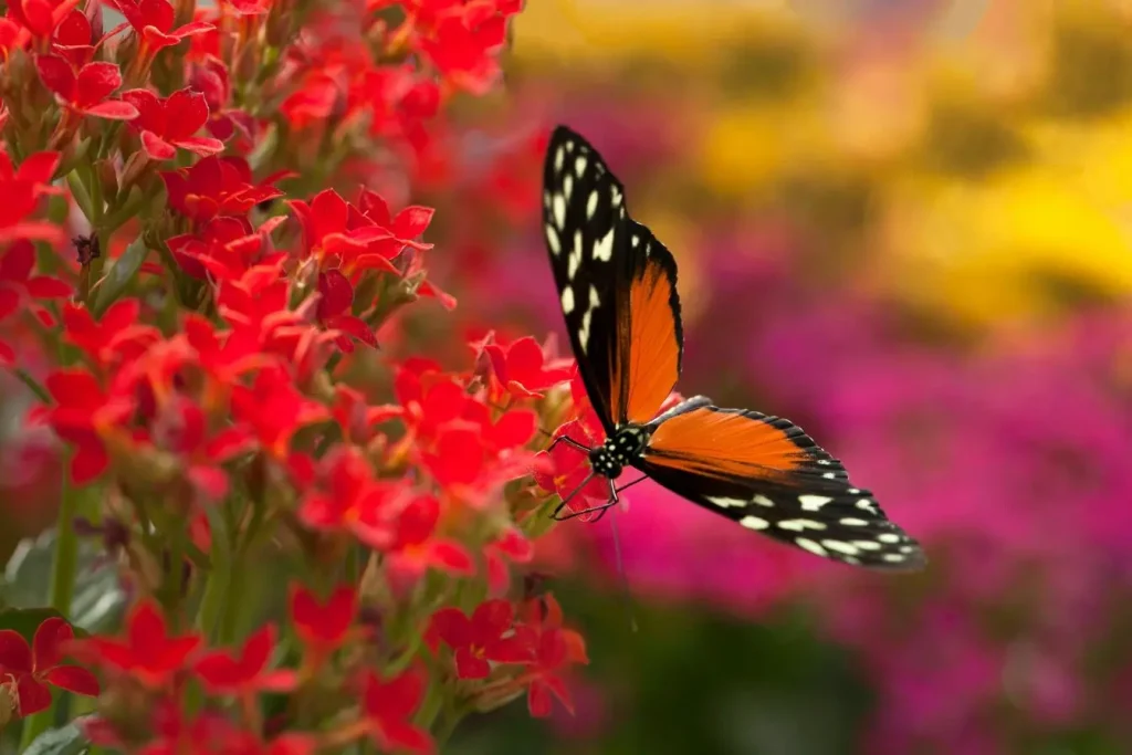 Un papillon orange et noir aux ailes déployées butine de petites fleurs d'un rouge éclatant pour illustrer comment attirer les papillons dans le jardin en été