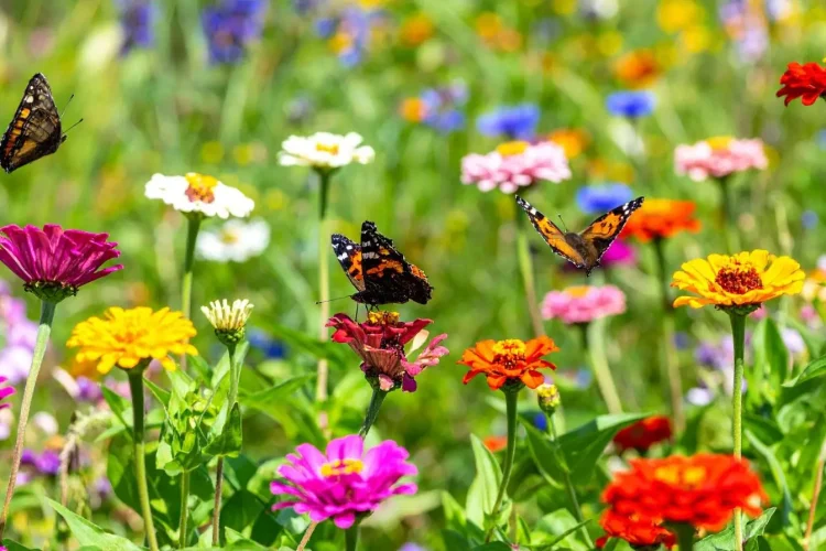 Plusieurs papillons colorés volent et se posent sur des fleurs de zinnia multicolores dans une prairie fleurie pour attirer les papillons dans le jardin en été
