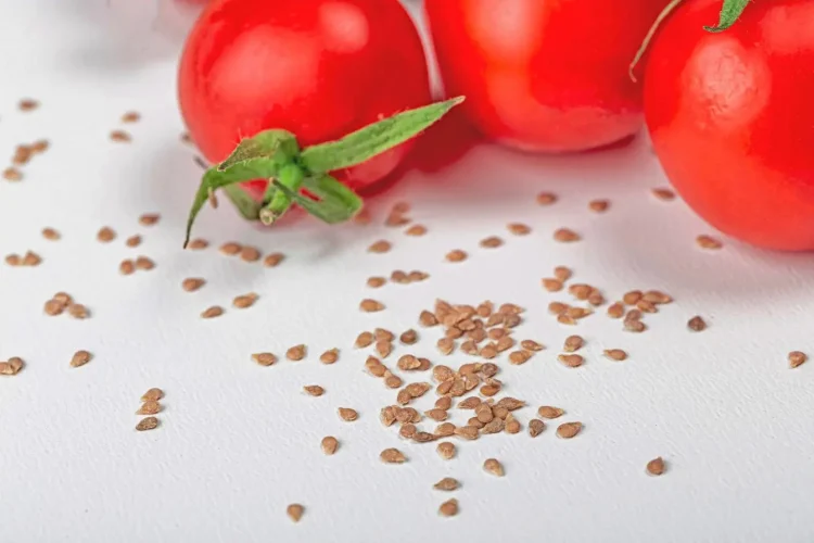 Tomates rouges fraîches posées sur surface blanche avec graines dispersées, illustrant la récolte des graines de tomates pour semis futurs