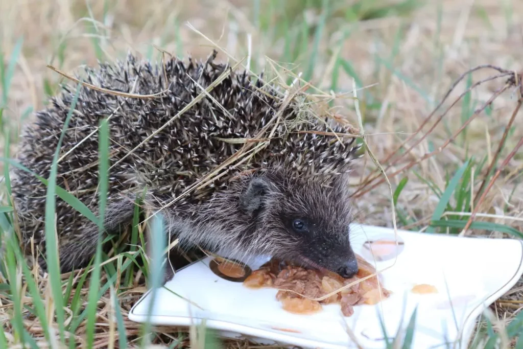 Hérisson mangeant nourriture dans assiette blanche posée sur herbe