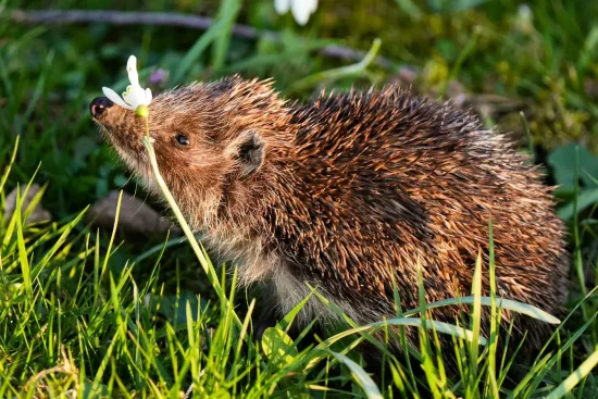 Comment attirer les hérissons dans son jardin ?Guide complet pour accueillir cet auxiliaire
