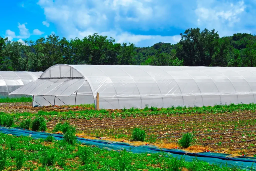 Une serre-tunnel blanche installée dans un champ agricole avec un système d'irrigation au goutte-à-goutte au premier plan sous un ciel bleu parsemé de nuages.