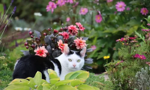 Chat noir et blanc s'introduisant dans un massif de fleurs colorées illustrant le besoin de solutions naturelles pour éloigner les chats des zones de plantation