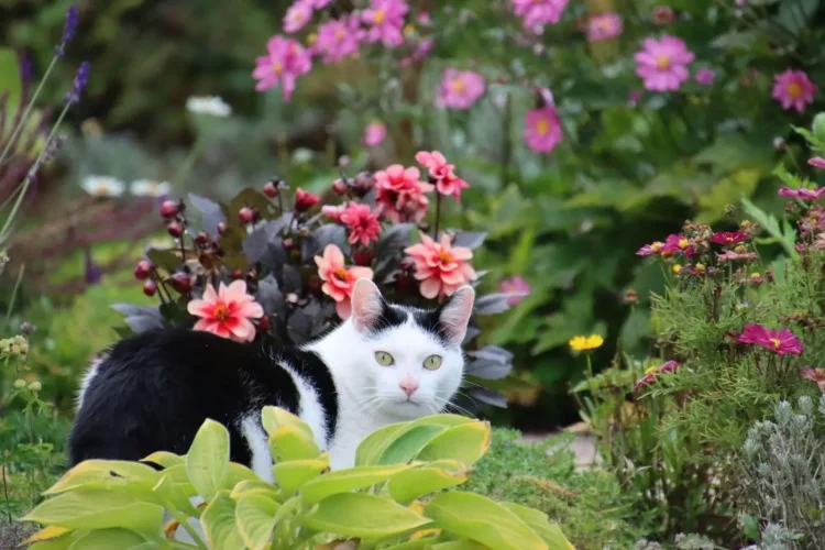 Chat noir et blanc s'introduisant dans un massif de fleurs colorées illustrant le besoin de solutions naturelles pour éloigner les chats des zones de plantation