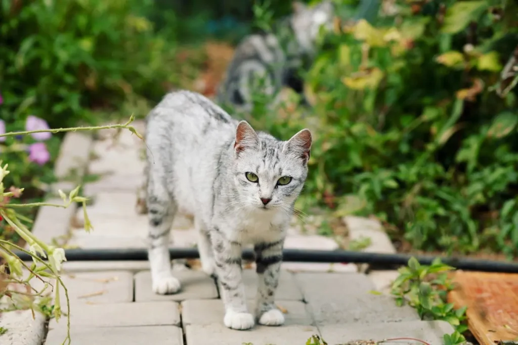 Un chat tigré gris sur une allée pavée illustrant la nécessité de protéger ses bordures pour éloigner les chats et préserver la propreté des chemins du jardin
