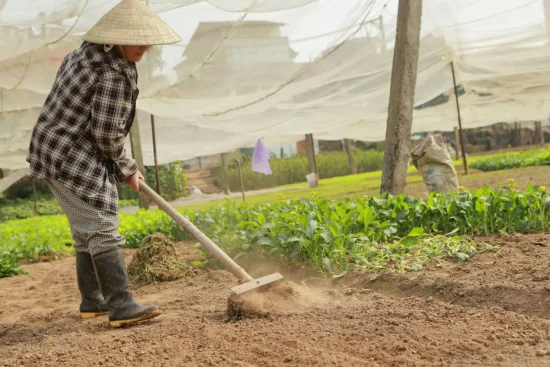 Créer un potager en carré : guide pratique pour débuter et réussir ses récoltes