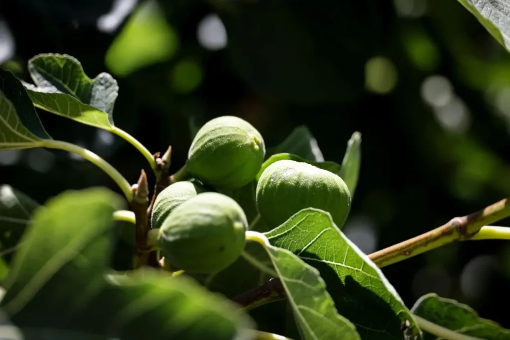 Gros plan sur figues vertes et feuilles veinées, visuel vibrant qui traduit la richesse naturelle pour bouturage.