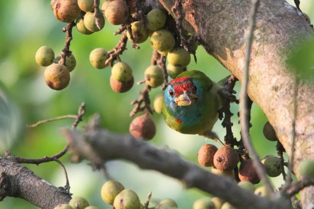 Oiseau coloré perché sur branche avec fruits, image illustrant la vitalité naturelle et la préparation au bouturage de figuier.
