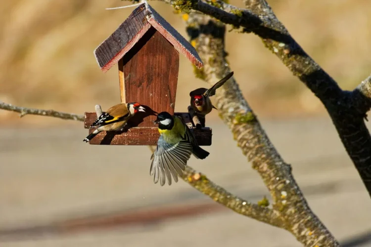 Des mésanges et des chardonnerets se rassemblent autour d'un nichoir pour oiseaux en bois suspendu à une branche d'arbre sous un soleil d'hiver éclatant.