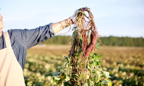 Personne en tablier tenant une grappe de patates douces, image représentant le geste agricole et la préparation pour planter les patates douces au champ.