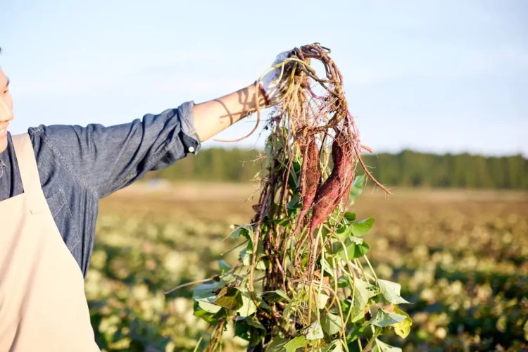 Personne en tablier tenant une grappe de patates douces, image représentant le geste agricole et la préparation pour planter les patates douces au champ.