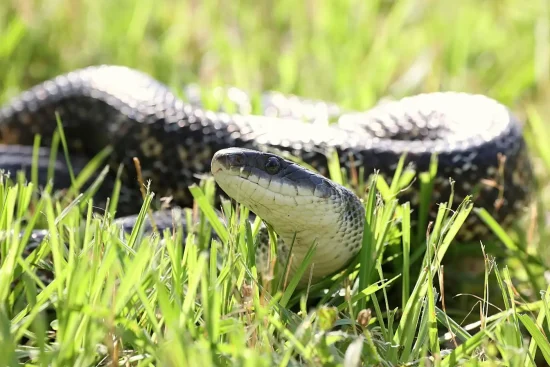Comment reconnaître les serpents en France ?Guide d&rsquo;identification et bons réflexes