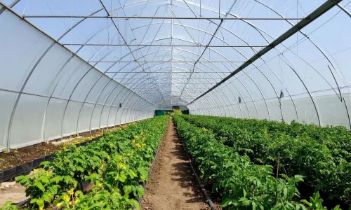 Intérieur d’une serre-tunnel avec rangées de plantes vertes et fleurs jaunes, image illustrant la culture protégée et l’agriculture moderne