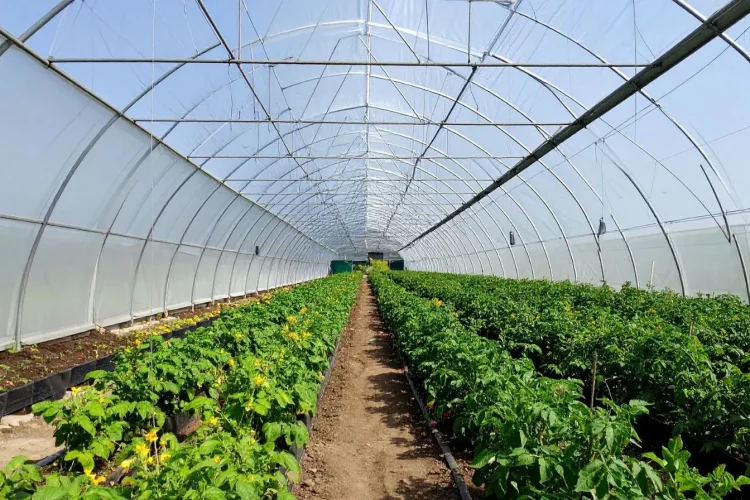 Intérieur d’une serre-tunnel avec rangées de plantes vertes et fleurs jaunes, image illustrant la culture protégée et l’agriculture moderne