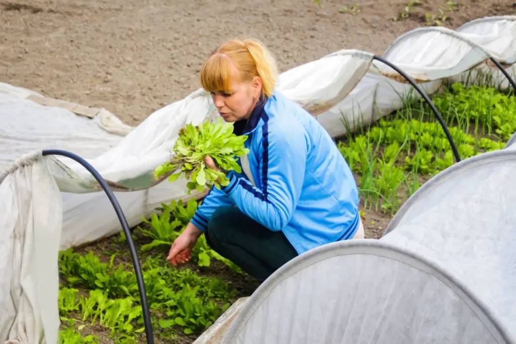 Personne récoltant des légumes verts sous une serre-tunnel protégée, image illustrant la culture durable et la fraîcheur des produits