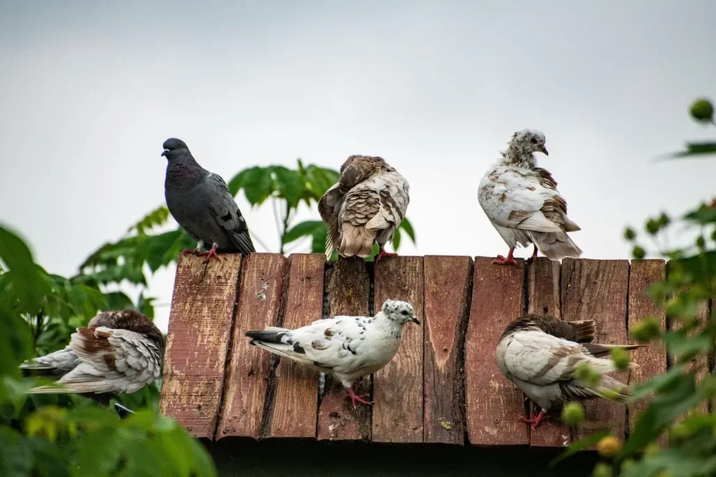 Pigeons variés posés sur structure en bois