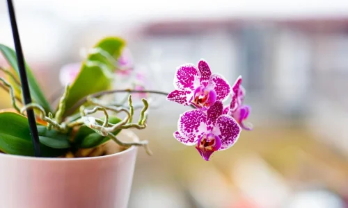 Orchidée Phalaenopsis en pot blanc avec fleurs blanches et taches magenta, image illustrant l’entretien et le soin apporté à cette plante délicate.
