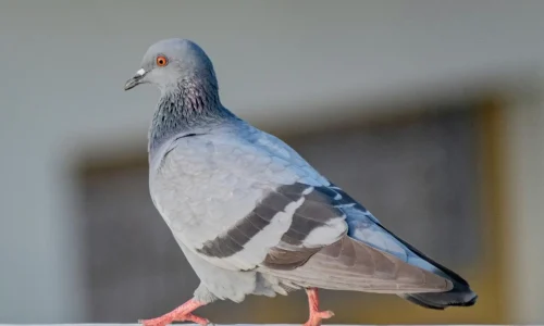 Pigeon en mouvement sur rebord, image représentant les méthodes pour éviter leur présence sur balcon.