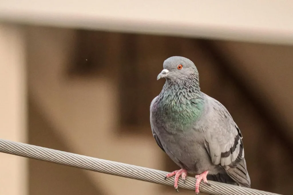 Pigeon gris perché sur câble métallique