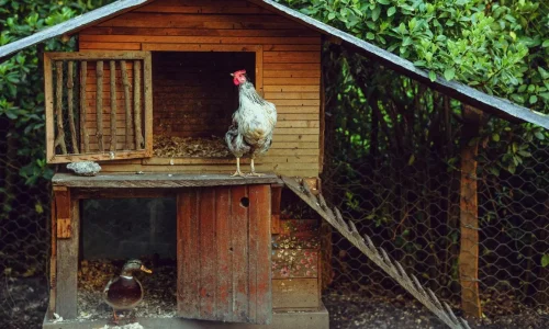 Petit poulailler en bois avec coq et canard, image illustrant l’installation d’un poulailler dans son jardin pour élever volailles.