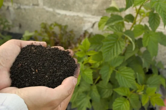 Analyse de sol au potager : comment réaliser un test maison efficace ?
