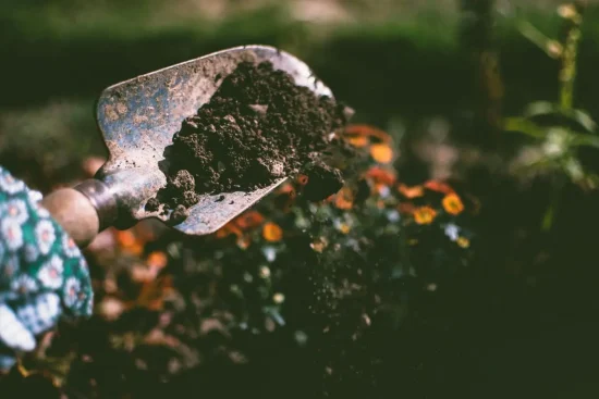 Comment acidifier la terre de son jardin ? Méthodes et conseils