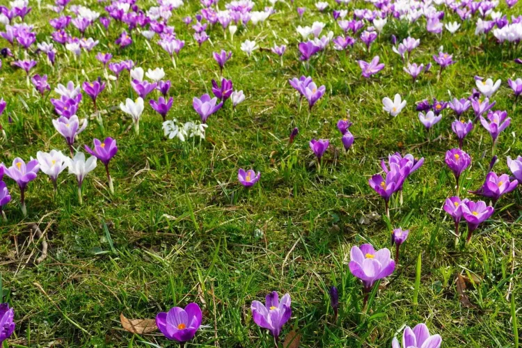 Champ de pelouse verte parsemée de crocus violets et blancs, image illustrant la naturalisation de bulbes dans une pelouse au printemps.