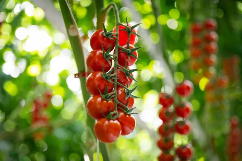Tomates mûres suspendues à une tige verdoyante, reflet des bienfaits d’un engrais naturel pour une récolte abondante.