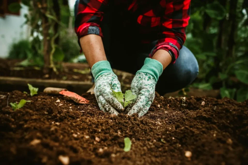 Personne en gants verts plante jeune pousse dans sol riche, image illustrant la création d’une butte de permaculture pour culture durable.