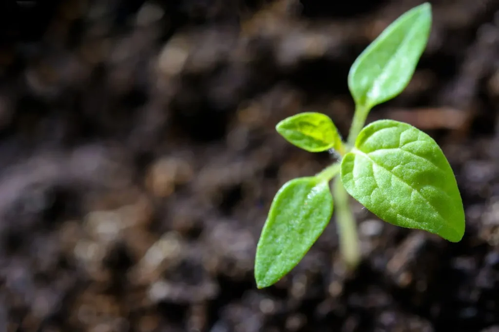 Jeune plant de tomate aux feuilles vertes éclatantes sortant de la terre sombre, image qui illustre la vigueur apportée par un engrais adapté.